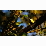 Kohlmeise 1 DSC05676 (1).jpg